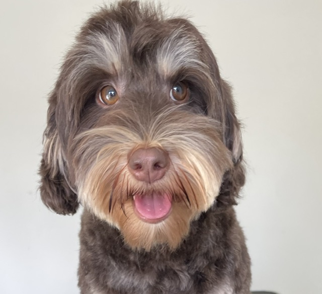 Labradoodle trimmen