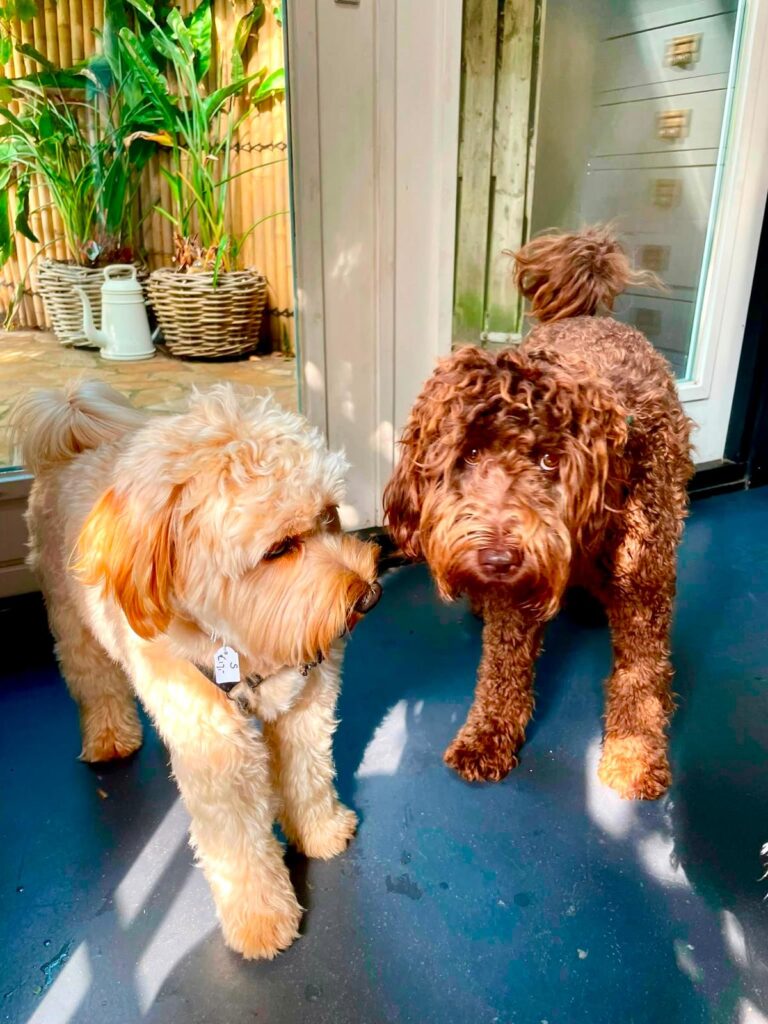 Doodle in de teddy look